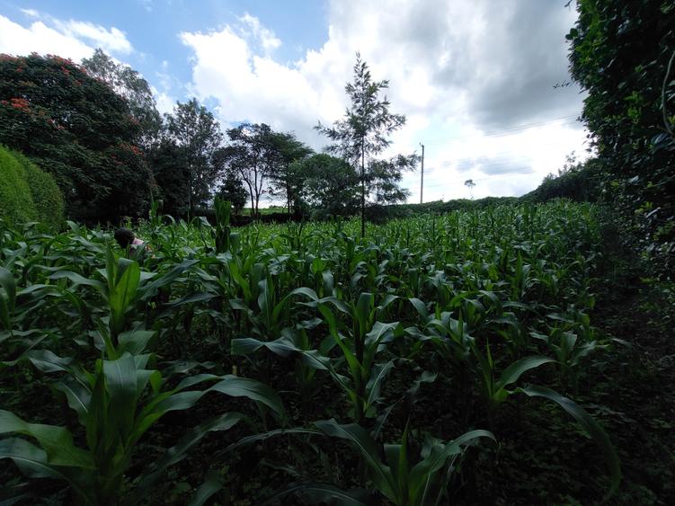 Land at Kirawa Road - Altro