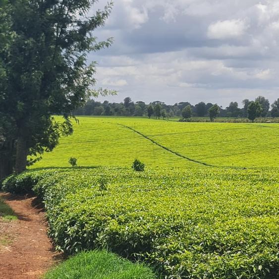 420 ac Land at Kiambu - View 2