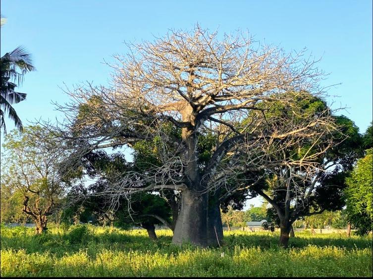 73.6 ac Land at Vipingo Kuruwitu Beach - Ansicht 3