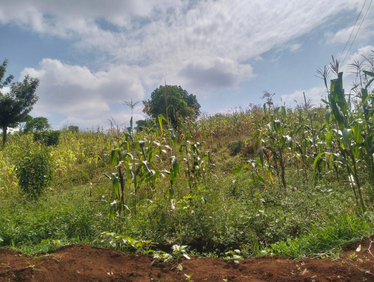 0.5 ac Land in Kitisuru - Widok 3