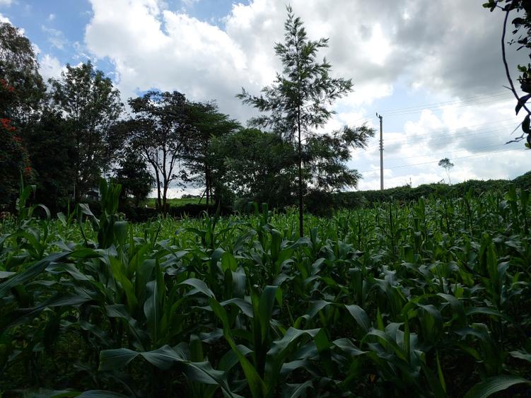 Land at Kirawa Road - Vista 3