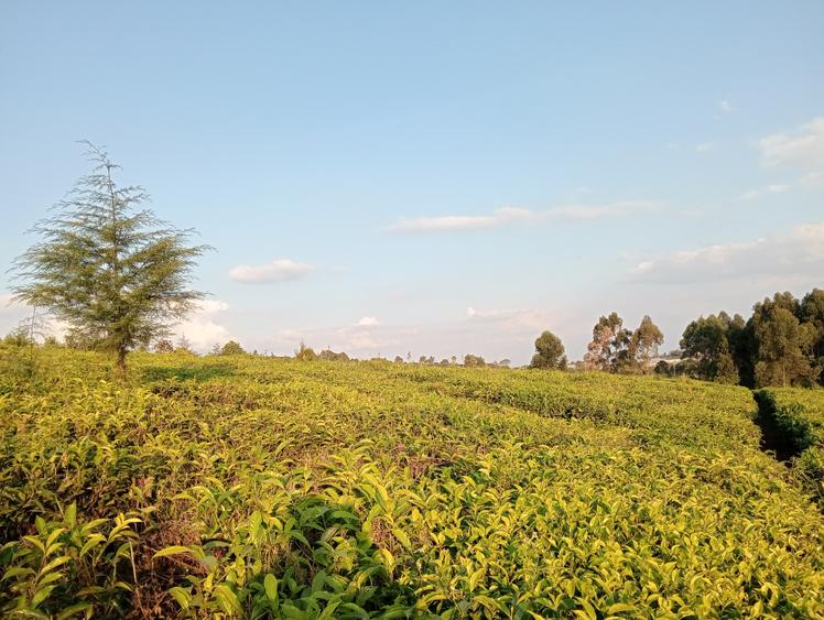 0.5 ac Land in Tigoni