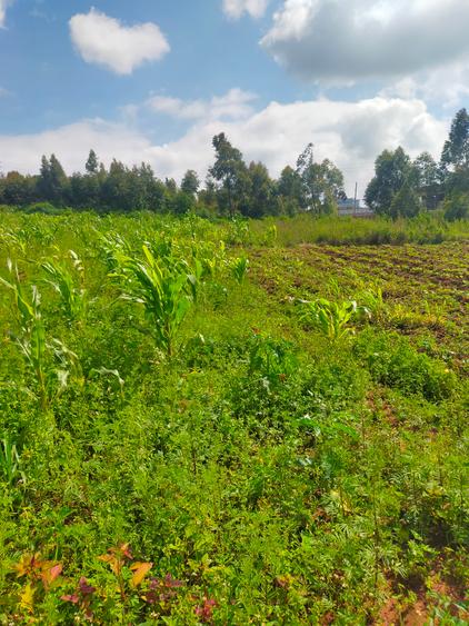 Land at Kamangu