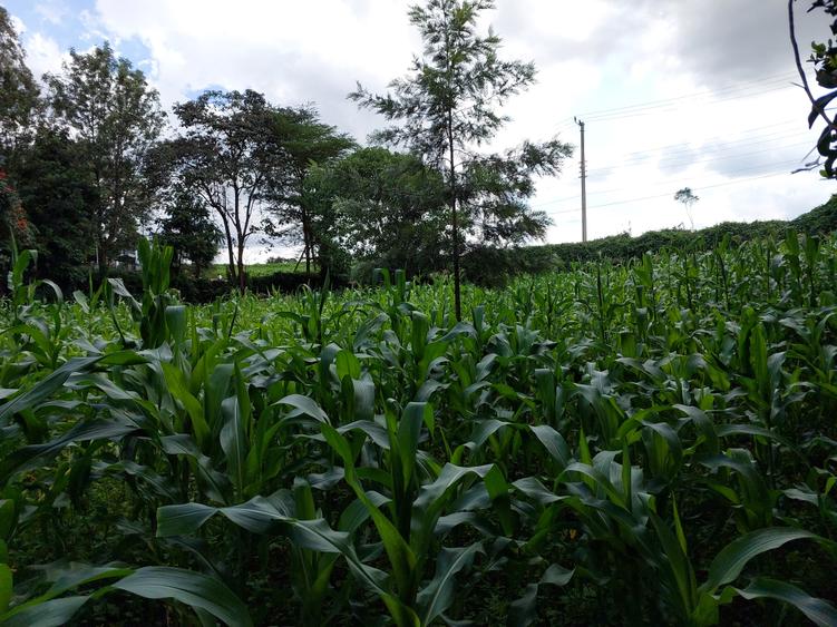 Land at Kirawa Road - Vista 6