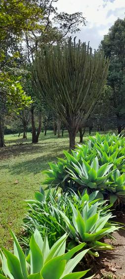 Land at Nandi Road