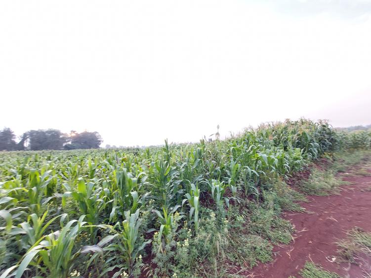 Land at Kitisuru Kirawa