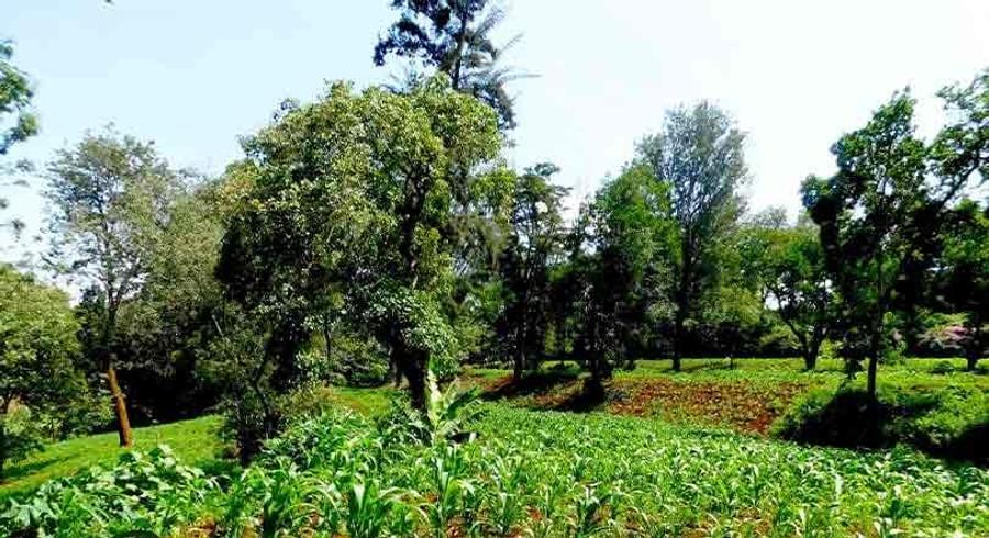 Commercial Land at Church Road