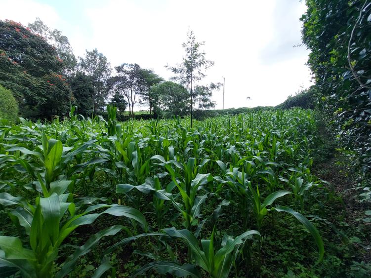 Land at Kirawa Road - Vista 4