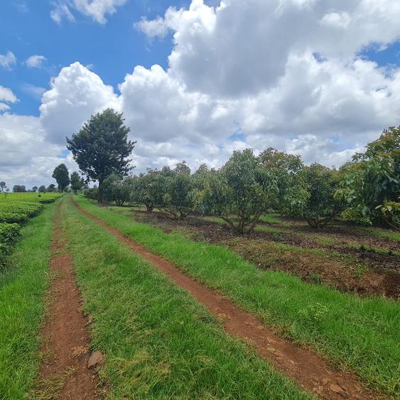 420 ac Land at Kiambu - More