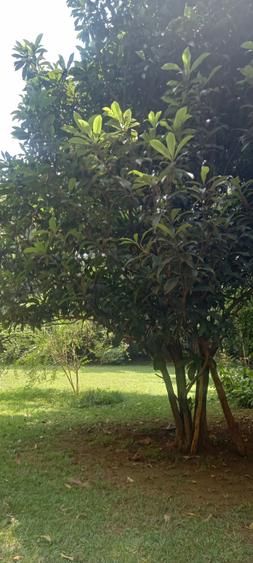 6 Bed House at Rosslyn Lone Tree - Widok 5