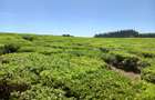 250 ac Land at Kiambu - 8