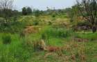 Land in Kilifi - 8