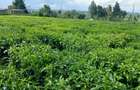 Residential Land in Githunguri - 4