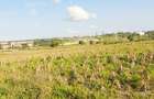 Land in Kilifi - 7