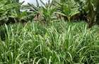 0.12 ac Land in Ruaka - 3