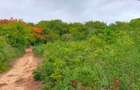 40 ac Land at Vipingo Kuruwitu - 14
