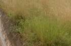 Land in Karen - 3