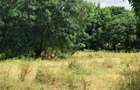 Land at Kilifi Town - 2