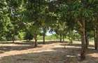 6 ac Land at Mtwapa - 10