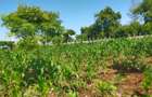 Land in Kilifi County - 9