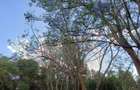 Residential Land at Kiukenda - 3