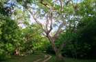 90 ac Residential Land at Kuruwitu-Vipingo - 6