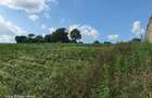 Land at Tigoni - 9