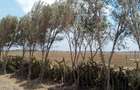 3 ac Land in Naivasha - 2