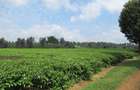 Land in Kiambu Town - 9