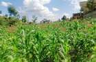 800 m² Residential Land at Nairobi Ndogo Estate - 10
