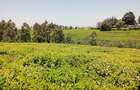 0.5 ac Land in Tigoni - 4