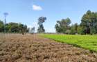 1 ac Land in Tigoni - 18