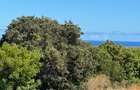 3,182 m² Residential Land at Vipingo Ridge Estate - 3