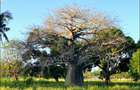 73.6 ac Land in Vipingo - 3