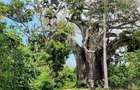 Land in Vipingo - 9
