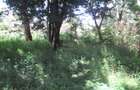 Residential Land at Mwitu Estate - 8