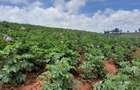 Land at Molo - 3