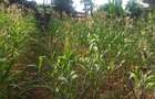 0.113 ac Commercial Land in Ongata Rongai - 8