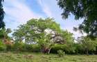 90 ac Residential Land at Kuruwitu-Vipingo - 1
