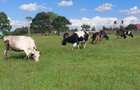 21 ac Land in Tigoni - 4