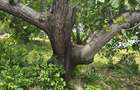 1.2 ac Land at Mtwapa Creekside - 14