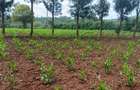 0.05 ha Residential Land at Kikuyu Kamangu Ruthigiti - 7
