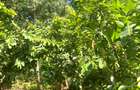 2 ac Land at Karingani - 7