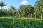 1 ac Land at Mtwapa - 6