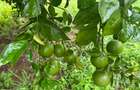 Land in Kilifi - 4
