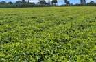 1 ac Residential Land at Limuru Girls High School - 4