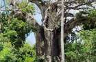 Land in Vipingo - 18