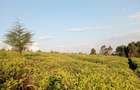 0.5 ac Land in Tigoni - 1