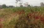 Land in Ruiru - 1