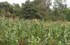 0.113 ac Residential Land in Ngong - 6